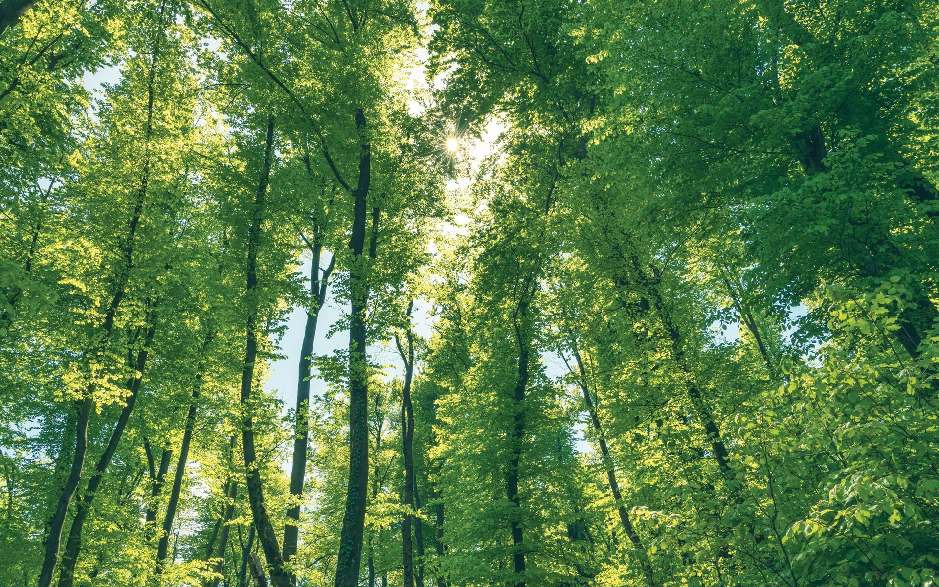 Natural Forest Regrowth May Be the Best Method to Combat Climate Change Natural Forest Regrowth May Be the Best Method to Combat Climate Change